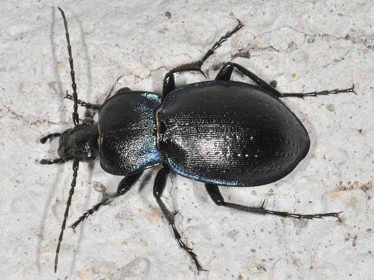 Carabus  convexus, maschio